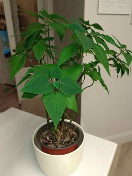 Photo of free Poinsettia Plant (Maryborough Hill, Douglas) #1