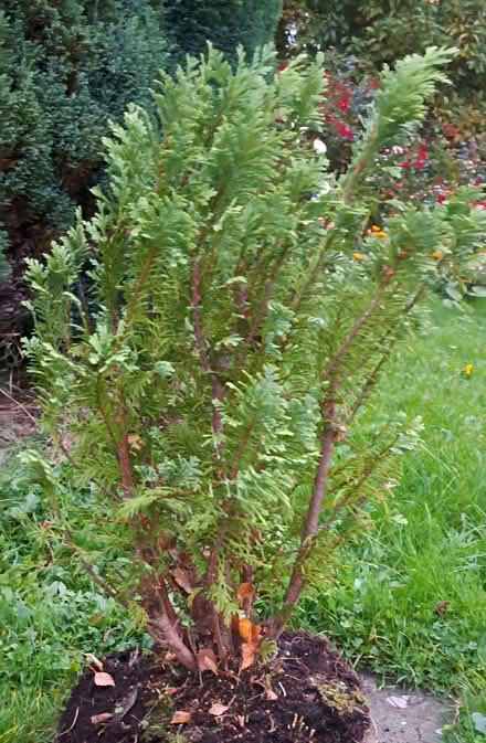 Photo of free Small Christmas tree (South Tonbridge TN9) #2