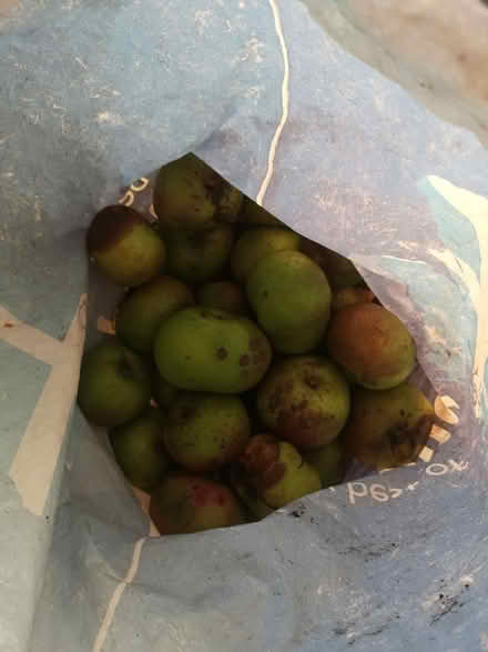Photo of free Cooking apples (Joppa EH15) #1