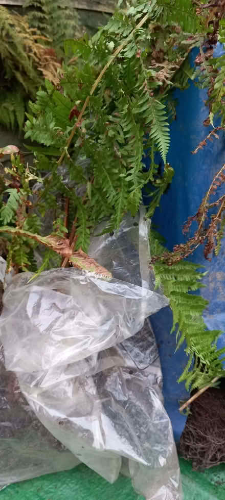 Photo of free Fern plants II (Gleadless S12) #2