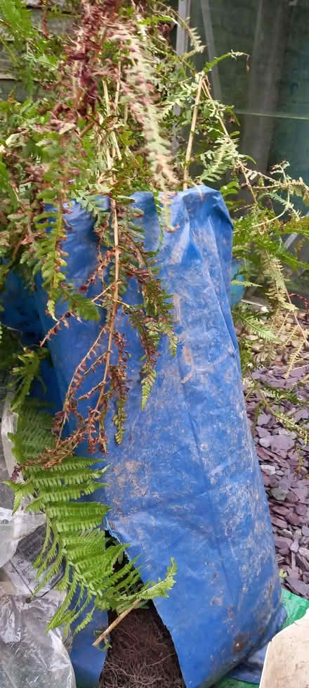 Photo of free Fern plants II (Gleadless S12) #3