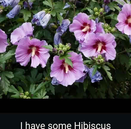 Photo of free Hibiscus Plants (7) (Broadstairs) #2
