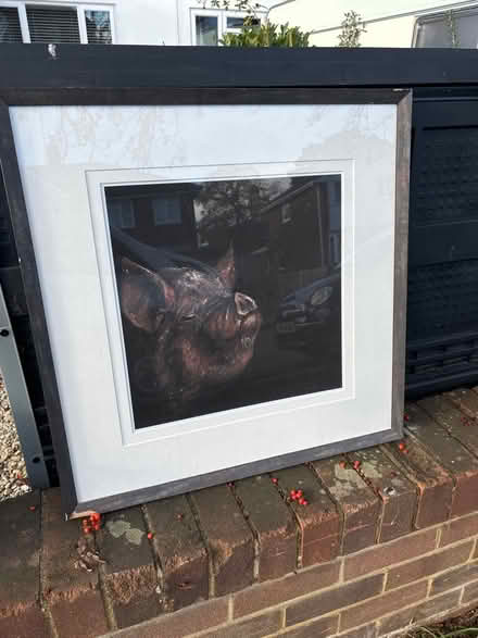 Photo of free Large Pig Art Drawing (Woodley RG5) #2