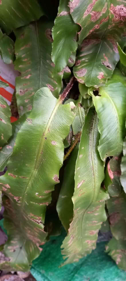 Photo of free Fern plants (Gleadless S12) #1