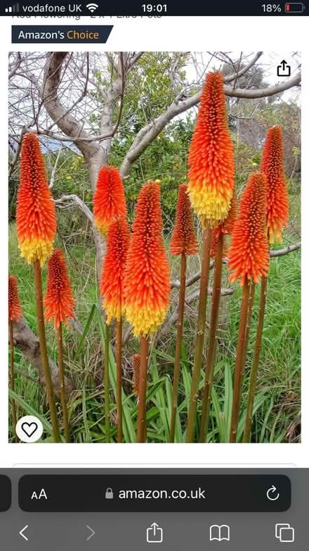 Photo of free Kniphophia (red hot poker) (Near Cameron Toll EH16) #1