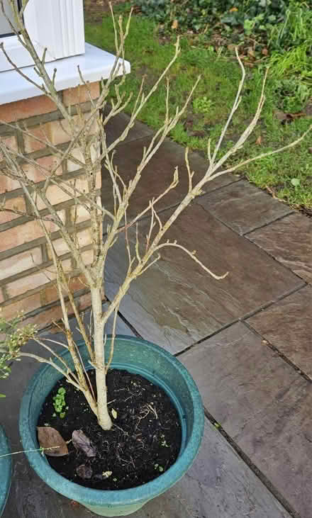 Photo of free Hibiscus Plants (7) (Broadstairs) #1