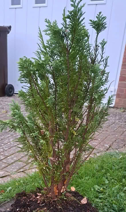 Photo of free Small Christmas tree (South Tonbridge TN9) #1