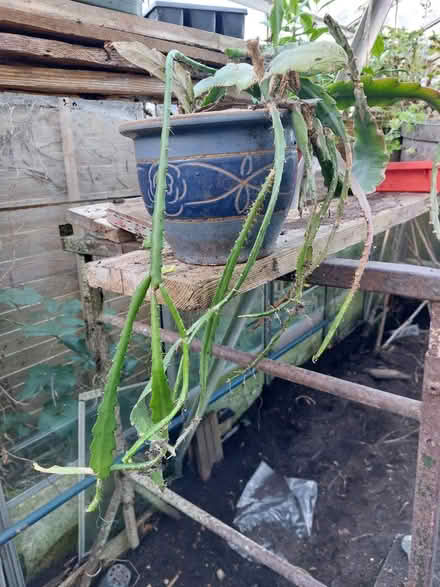 Photo of free Cactus .collection Totton (Totton SO40) #1