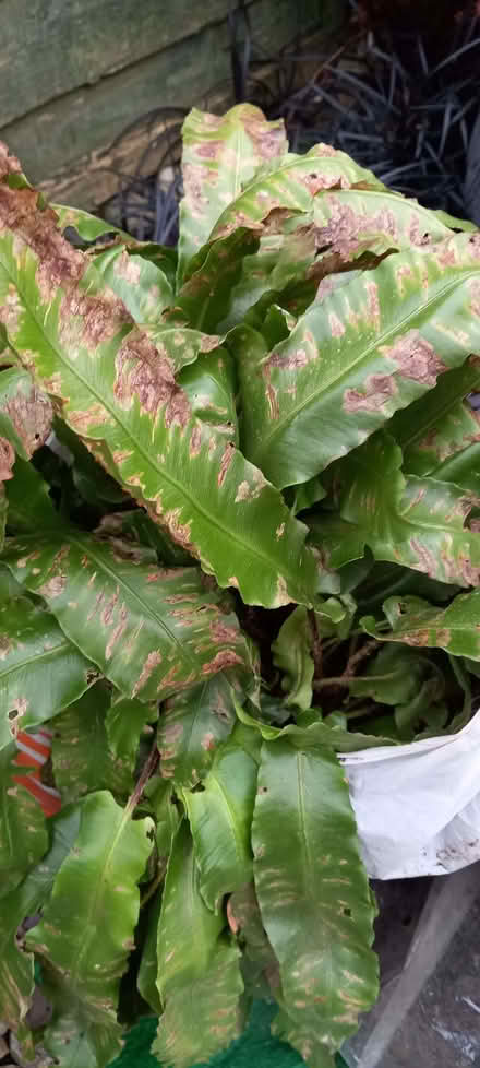Photo of free Fern plants (Gleadless S12) #2