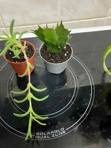Photo of free House plants (Chilwell NG9) #1