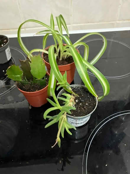Photo of free House plants (Chilwell NG9) #1