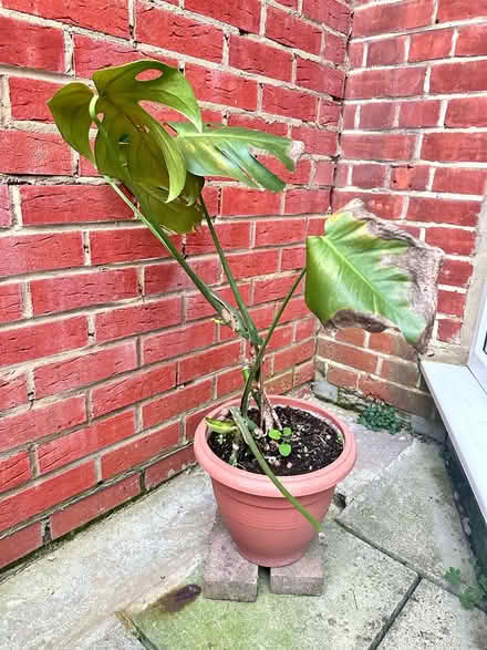 Photo of free Plant (N14 4TP oakwood) #1