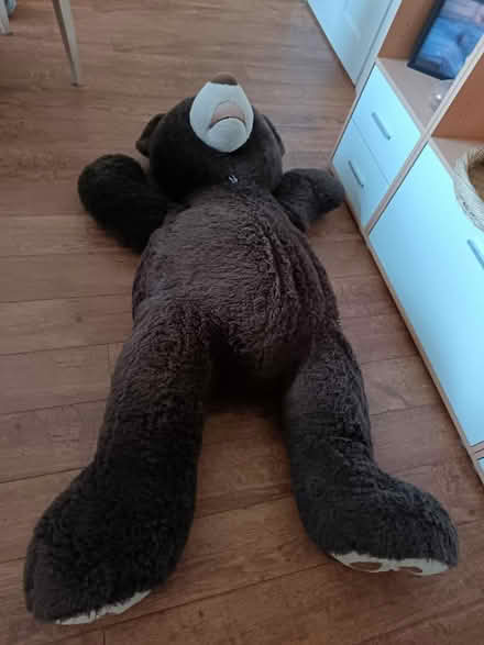 Photo of free Baer (Ashington) #2