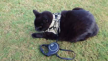 Photo of free Cat or Dog harness (Currie EH14) #1