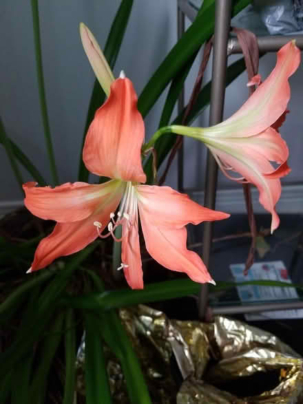 Photo of free indoor lilies (Riverside South) #3