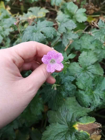 Photo of free Geranium bare rooths (Norbury SW16) #2