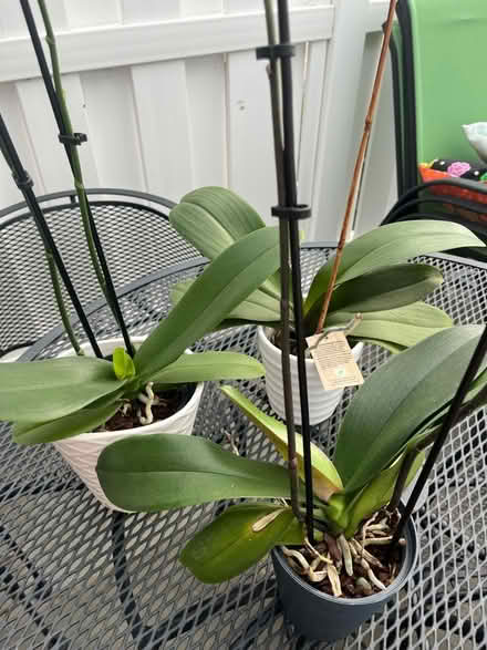 Photo of free 3 healthy orchid plants (Leisure World 20906) #2