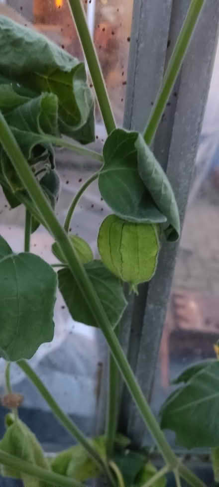 Photo of free Physalis plants for over wintering (EH20 Loanhead) #1