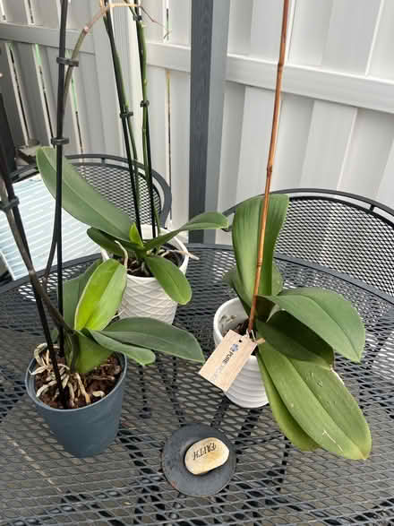 Photo of free 3 healthy orchid plants (Leisure World 20906) #1