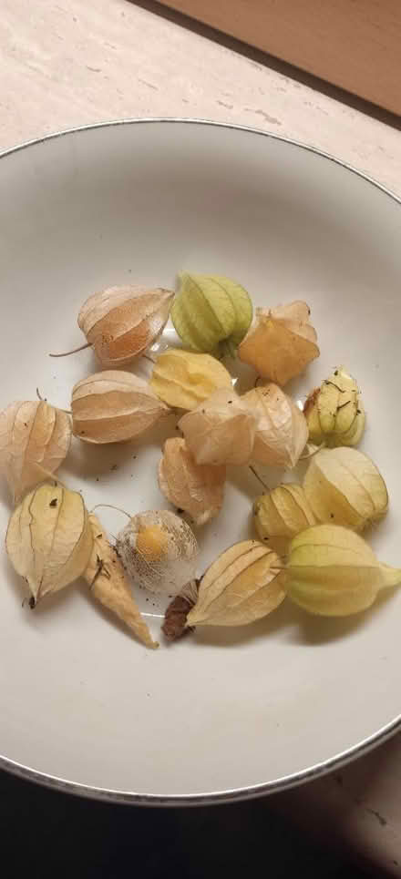 Photo of free Physalis plants for over wintering (EH20 Loanhead) #3