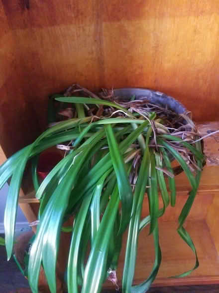 Photo of free indoor lilies (Riverside South) #1