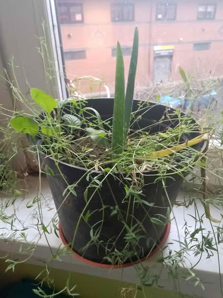 Photo of free Aloe vera plant (Maryhill G20) #1