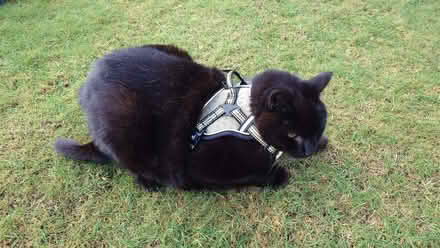 Photo of free Cat or Dog harness (Currie EH14) #2