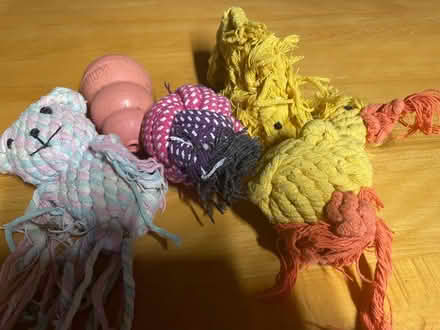Photo of free Puppy toys (Fareham PO14) #1