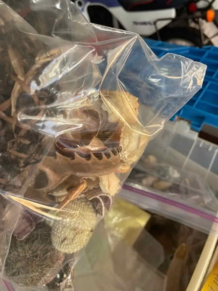 Photo of free Shells, Hot Glue Gun, Driftwood (Pound Ridge) #2