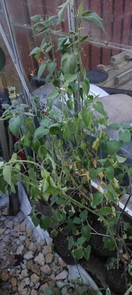 Photo of free Physalis plants for over wintering (EH20 Loanhead) #2