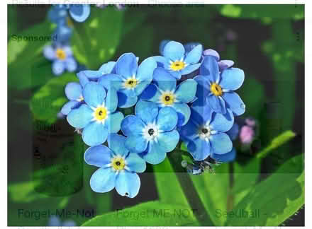 Photo of free Forget-me-not plants (Eastbourne BN21) #1