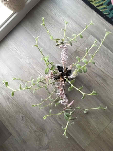 Photo of free House plants (Greenwich MV, SE10) #3