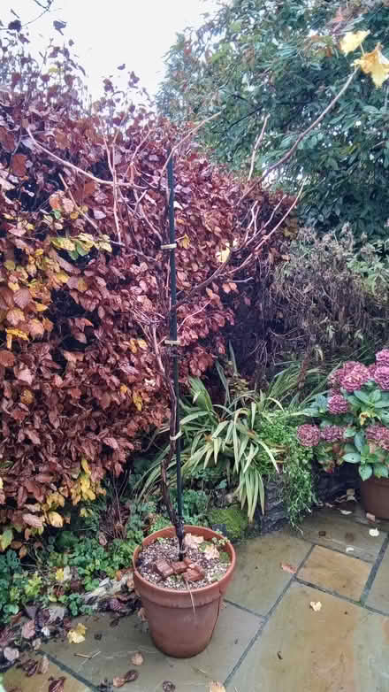 Photo of free Mature Black Hamburg Grape Vine (Ivy Farm SK11) #1