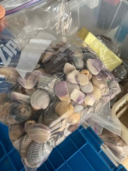 Photo of free Shells, Hot Glue Gun, Driftwood (Pound Ridge) #1