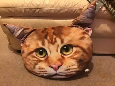 Photo of free Cat cushions (Redhill RH1) #1