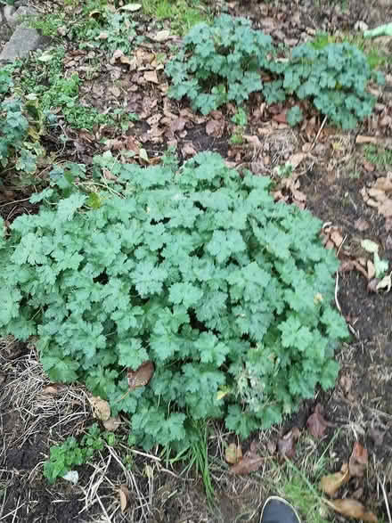 Photo of free Geranium bare rooths (Norbury SW16) #1