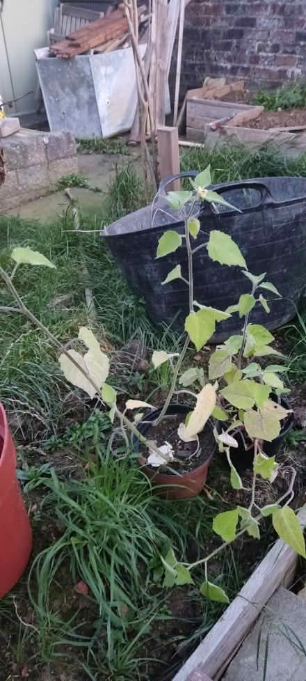Photo of free Physalis plants for over wintering (EH20 Loanhead) #4