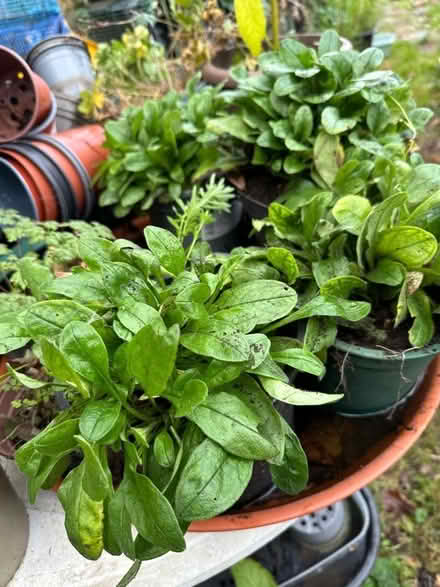 Photo of free Forget-me-not plants (Eastbourne BN21) #2