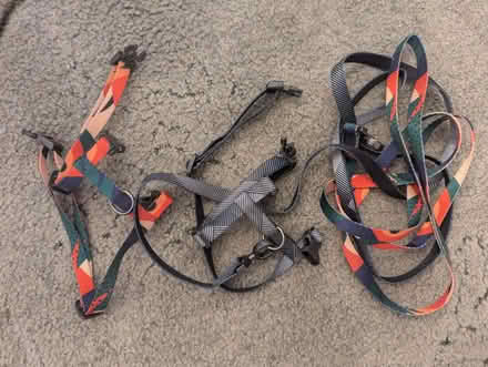 Photo of free 2x cat harness (Sutton) #1