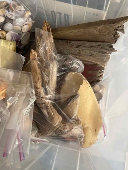 Photo of free Shells, Hot Glue Gun, Driftwood (Pound Ridge) #4