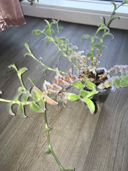 Photo of free House plants (Greenwich MV, SE10) #2