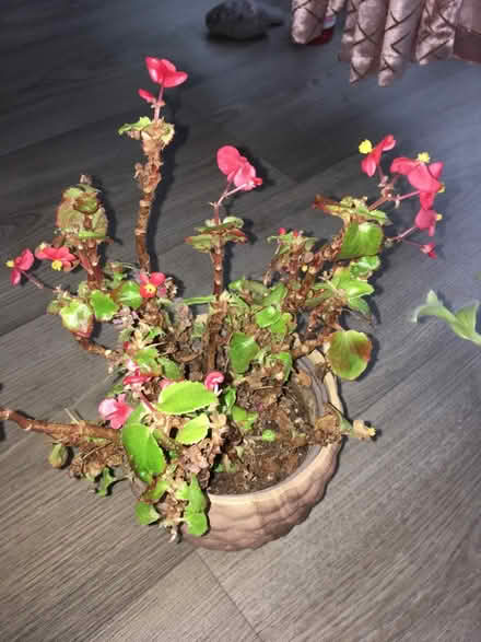 Photo of free House plants (Greenwich MV, SE10) #1