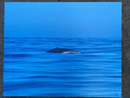 Photo of free 16”x20” photos on canvas (219 Orchard Glen Court) #1