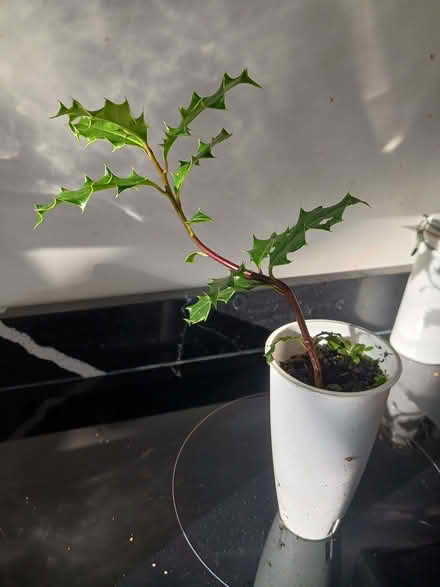 Photo of free Holly sapling (Rainham ME8) #1