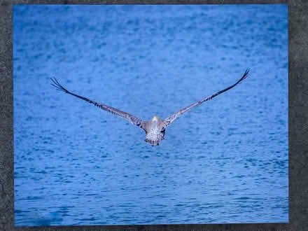 Photo of free 16”x20” photos on canvas (219 Orchard Glen Court) #4