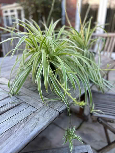 Photo of free Two mature spider plants (GU14) #1