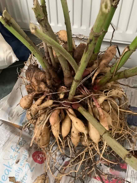 Photo of free Dahlia tubers Yellow (Lupton LA6) #1
