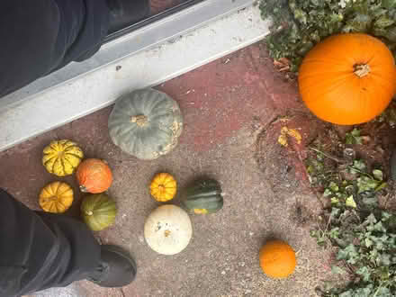 Photo of free Pumpkins (B33 Birmingham) #1