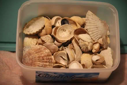 Photo of free Box of shells and more (Hillfields CV1) #1
