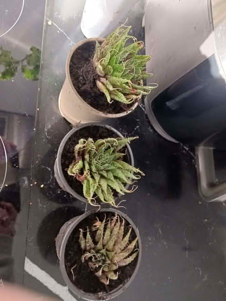 Photo of free Agave plants (Rainham ME8) #1